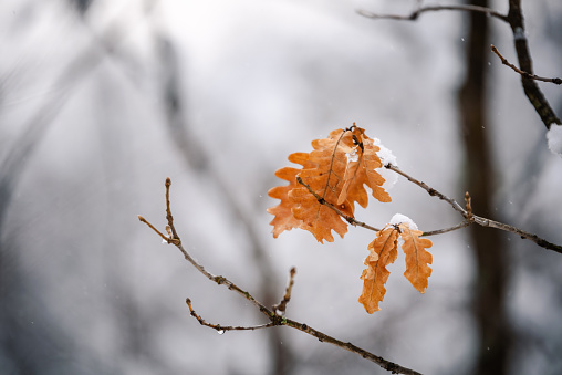 Oak leaves in a cold autumn/ winter day