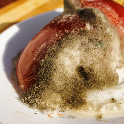 Rotten tomatoes, covered with mold on white plate, close-up.