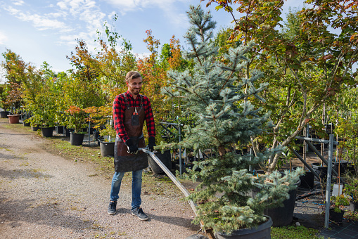 Cheerful adult male gardener at a garden center transporting a tree in a small plant carrier outdoors. He is wearing an apron and some gloves. The sun is shining and the weather is nice.
