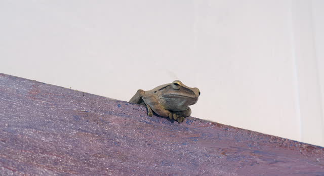 side view of a frog sitting at the top of the painting hanging on the wall