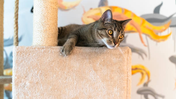 istock Domestic cat is resting on a cat playground, lying on a perch. 1976241960