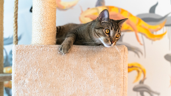 Domestic cat is playing on a cat playground in a living room of an apartment.