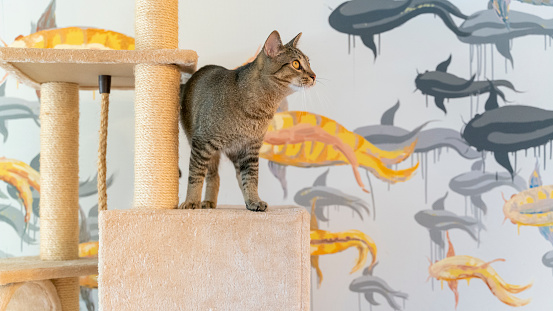 Domestic cat is playing on a cat playground in a living room of an apartment, sitting on top of cat tower against the background of the wall on which the fish are painted.