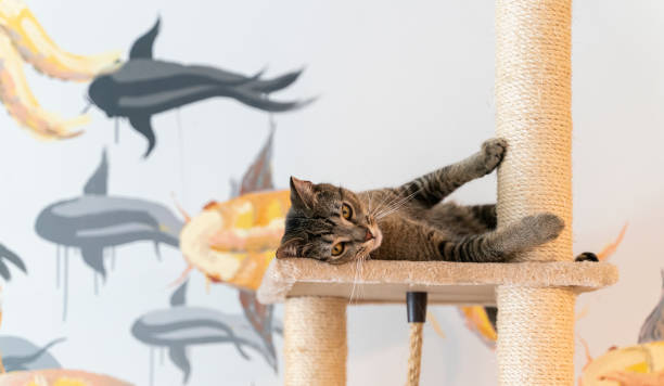 istock Domestic cat is playing on a cat playground, lying on a perch. 1976242472