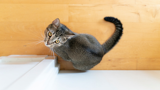 Gray cat is on the wooden floor next to a wall indoors. A view from above. The cat looks up, toward a camera.