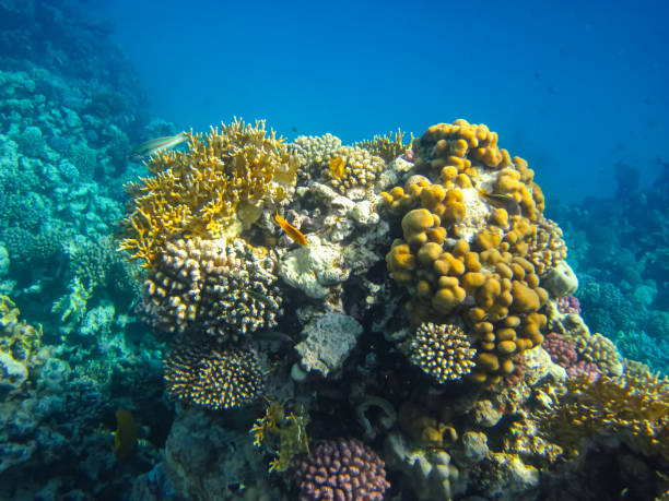 istock Beautiful corals in the Red Sea reef 1976251896