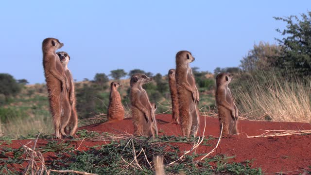 Beautiful Close-up of meerkats standing upright and alert on their burrow early morning in the Southern Kalahari.