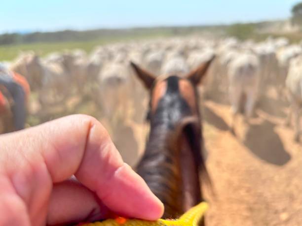 istock Beautifull image of nellore intensive beef cattle on tropical climate. High intensive grass project on Brazil 1976278078