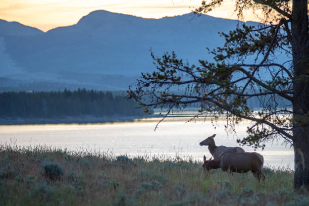 istock Hayden Valley Yellowstone national park 1976281276