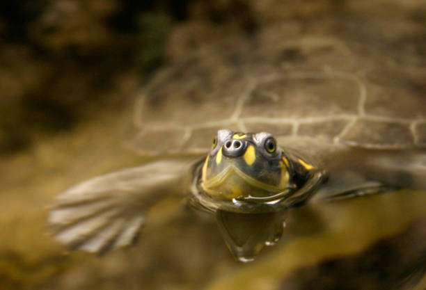 Turtle resting on stone in small pond