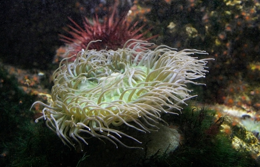 Sea predatory animal, sea anemone with straightened tentacles