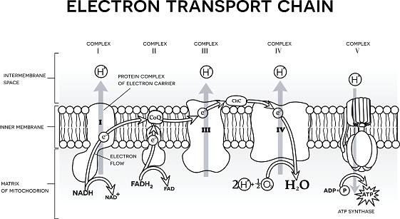 An electron transport chain, Oxidative phosphorylation, the final stage of cellular respiration.  It occurs in the inner mitochondrial membrane in eukaryotes. Black and white illustration, can be used as coloring page.