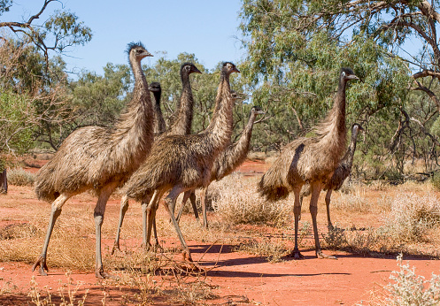 Image of common emu (Dromaius novaehollandiae) on nature background. Birds. Animals.