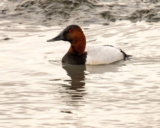 Canvasback Duck A canvasback duck swimming in the slough at Baylands Nature Preserve in Palo Alto, California. male north american canvasback duck aythya valisineria stock pictures, royalty-free photos & images