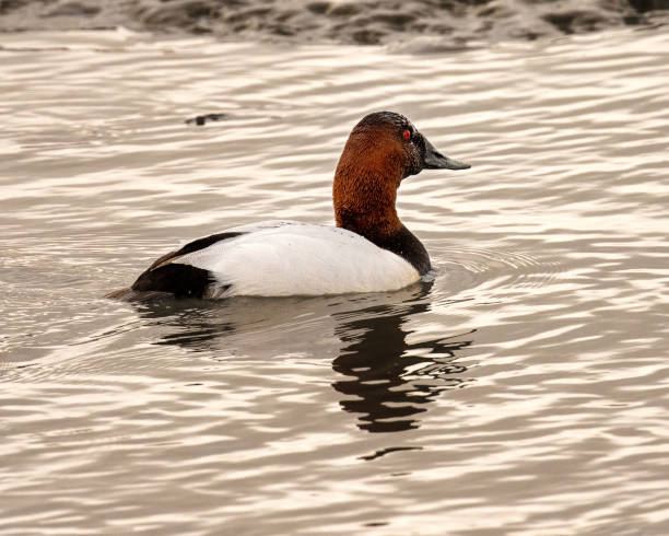 Canvasback Duck A canvasback duck swimming in the slough at Baylands Nature Preserve in Palo Alto, California. male north american canvasback duck aythya valisineria stock pictures, royalty-free photos & images