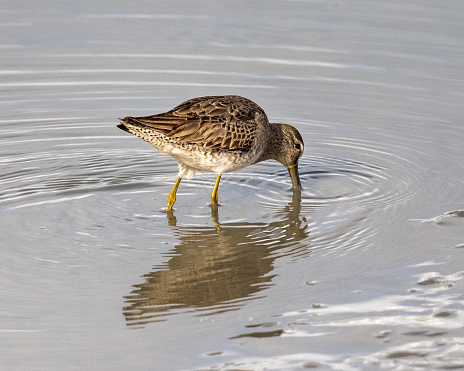 A short-billed dowitcher in the mud looking for food at Baylands Nature Preserve in Palo Alto, California.