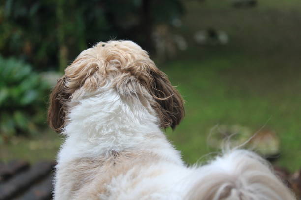 A Back view of Shih tzu puppy on a house in the Teresópolis region of Rio de Janeiro state