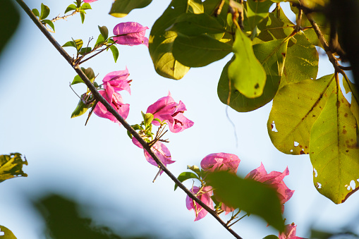 Pink bougainvillea flowers with blurred leaves background