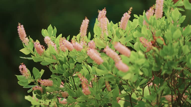 Bees flock around fragrant flowering shrub with delicate long apricot-pink flower panicles. Parallax video. Bokeh Background.