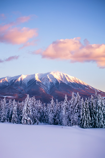 Vertical image of a snowy winter forest with Mt. Iwate tall in the background at sunrise.
