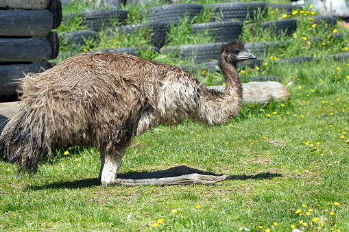 Big fluffy ostrich is sitting in the green grass with dandelions at the petting zoo farm in summer.