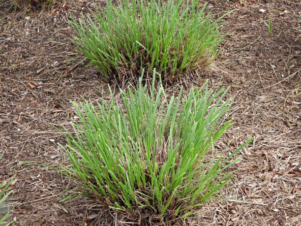 istock Seagrass garden 1976463537