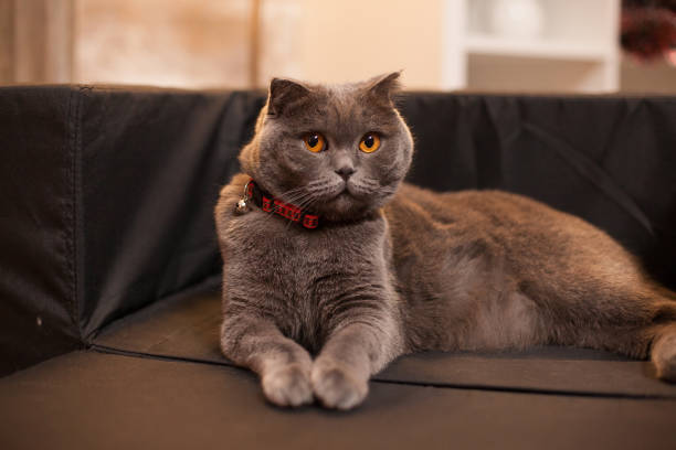 istock Proud scottish fold laying in her bed 1976471392