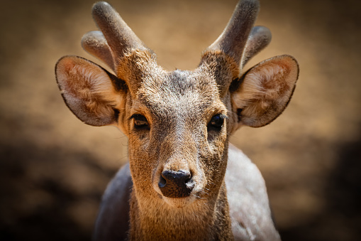 Close up, Indian hog deer (Axis porcinus), or Indochinese hog deer.