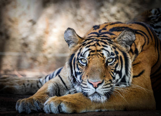 istock Close up face view of a bengal tiger ( Panthera tigris tigris) 1976482792