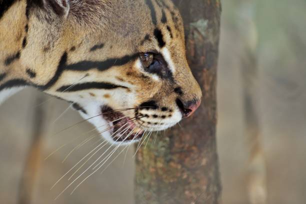 istock wild cat of the Americas. 1976484346