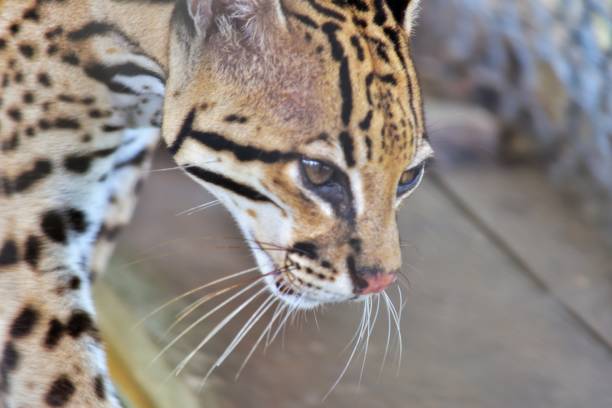 istock wild cat of the Americas. 1976484349