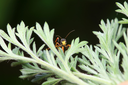 Bee insects in the wild, North China