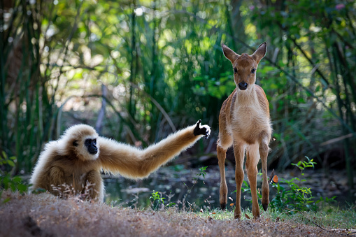 Lar gibbon (Hylobates lar), also known as the white-handed gibbon and Eld's deer (Rucervus eldii or Panolia eldii), also known as the thamin or brow-antlered deer are playing together.