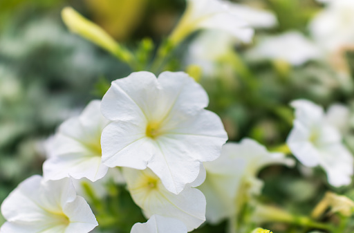 petals of white petunia flowers. Close-up, selective focus. White petunia flowers growing in garden closeup background. Design landscape concept