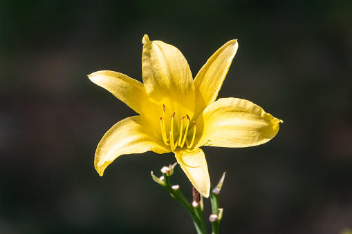 A yellow daylily flower, latin name Hemerocallis lilioasphodelus, at sunset. It is also known as lemon daylily, lemon lily, yellow daylily