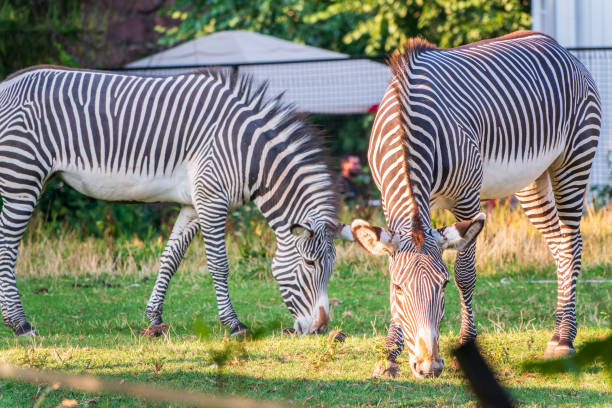istock Grevy's zebra, lat Equus grevyi, also known as the imperial zebra eats green grass. 1976495250