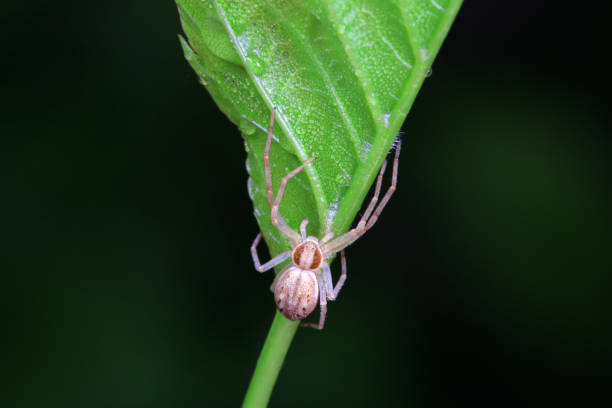istock Spiders in the wild, North China 1976496306
