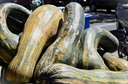 Various Cucurbita moschata on stand in the sun for sale