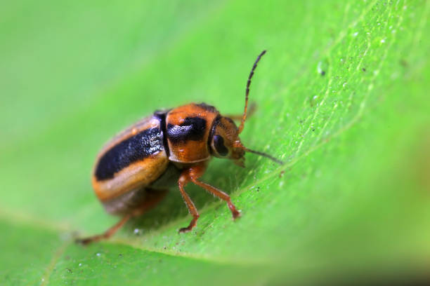 Leaf beetle on wild plants, North China