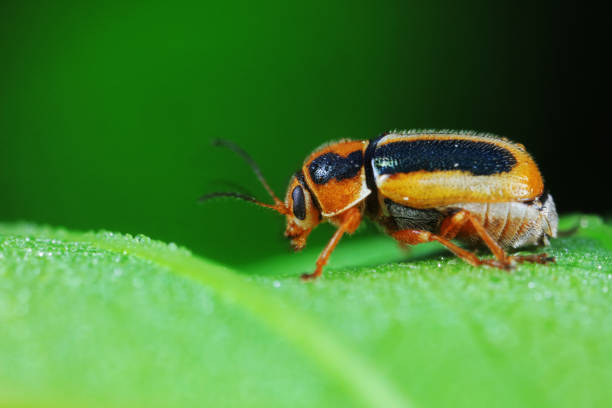Leaf beetle on wild plants, North China