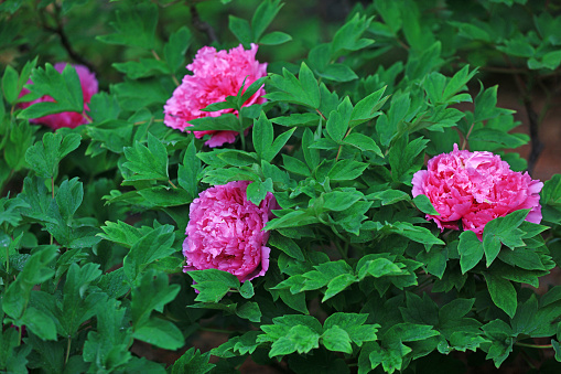Blooming peonies in the park, China