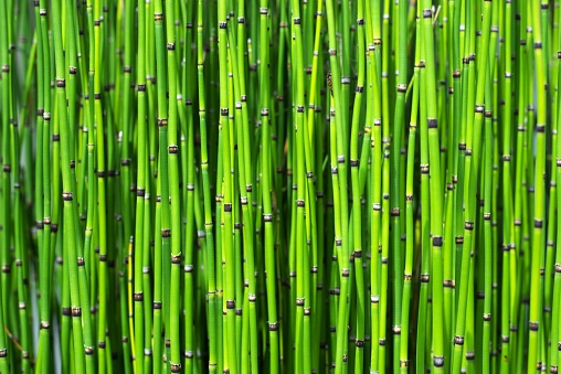 horsetail bamboo plant texture, close up image, natural background