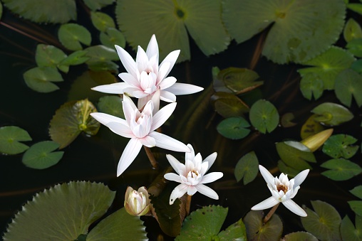 Beautiful white waterlily flower in the pond
