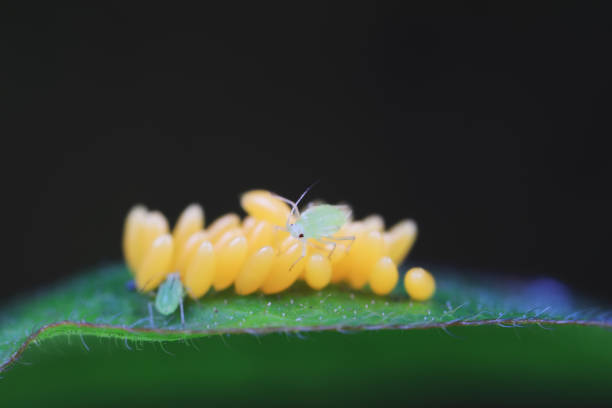 istock Aphids crawling on ladybird eggs, North China 1976524463