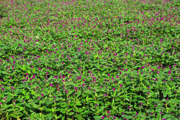 globe amaranth field - globe amaranth ストックフォトと画像