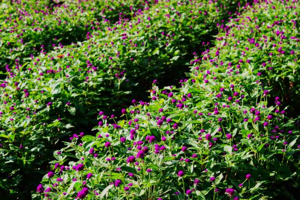 pole amarantusa kulistego - globe amaranth zdjęcia i obrazy z banku zdjęć