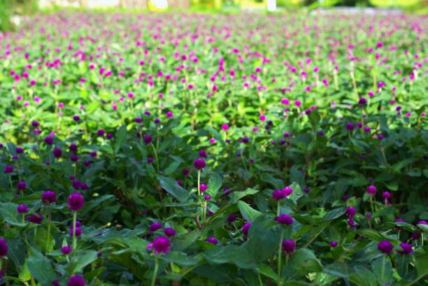 pole amarantusa kulistego - globe amaranth zdjęcia i obrazy z banku zdjęć