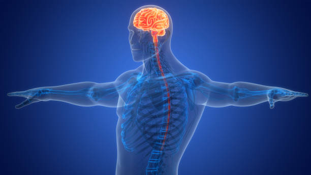Amygdalas in a human brain, part of the limbic system,