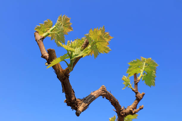 Vines sprout on a farm in North China