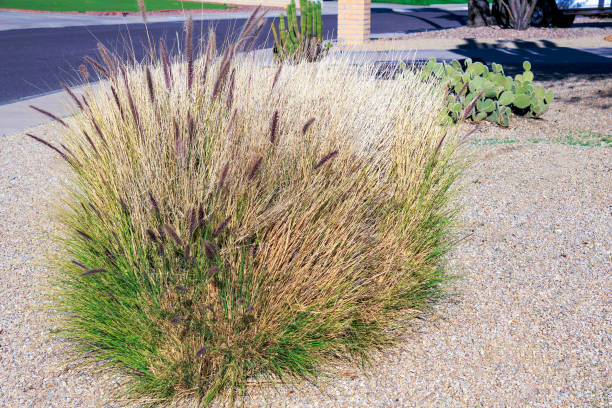 istock Fountain grass at Xeriscaped Roadside in Winter 1976592155